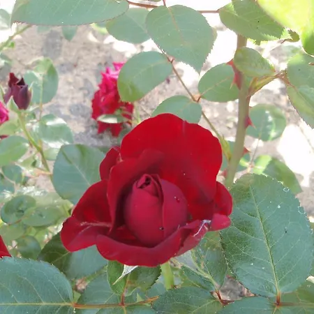 Bed & Breakfast Grambo Tommerup