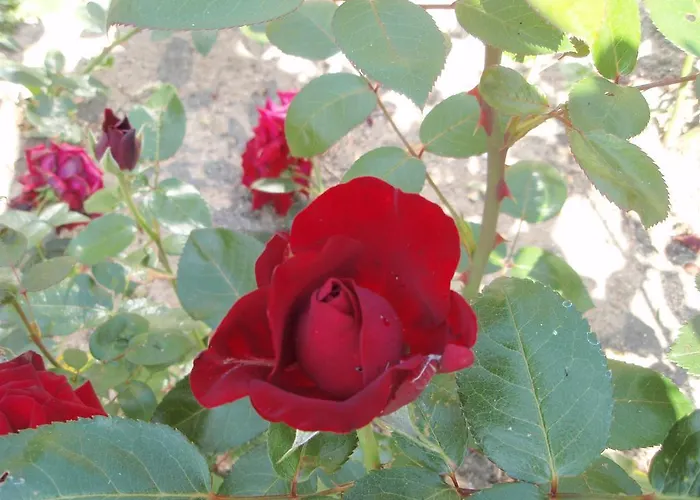 住宿加早餐酒店 Grambo Tommerup