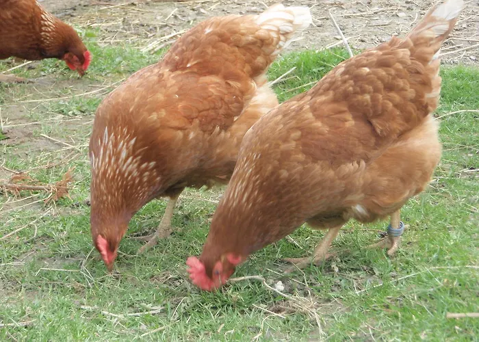 Bed & Breakfast Grambo Bed & Breakfast